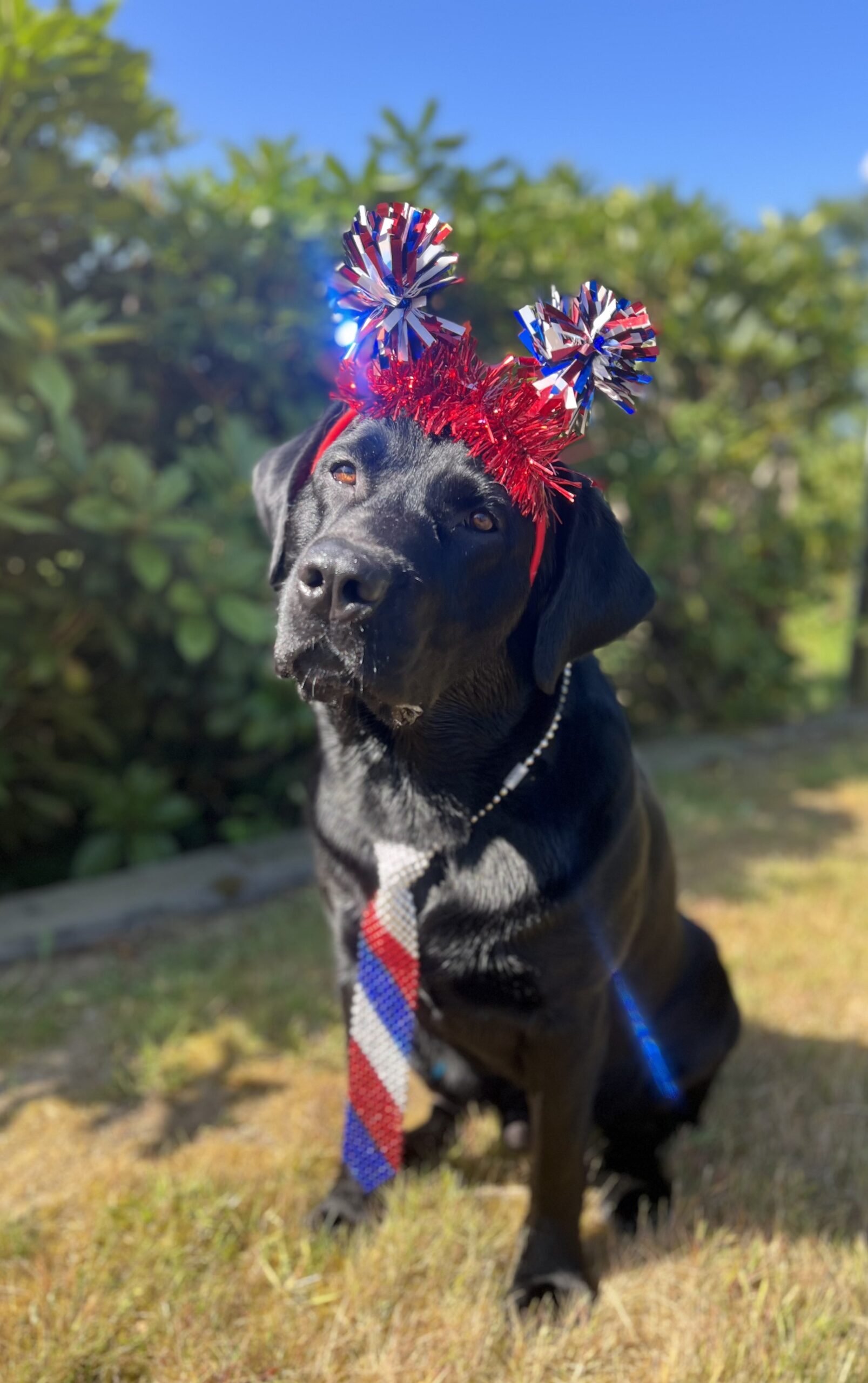 dog wearing fourth of july